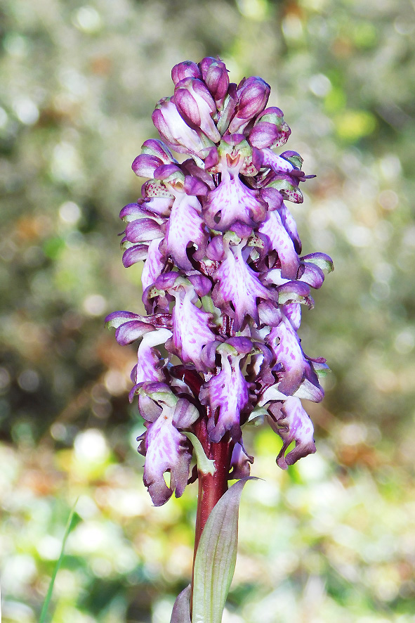 Barlia robertiana, orchidea spontanea.
