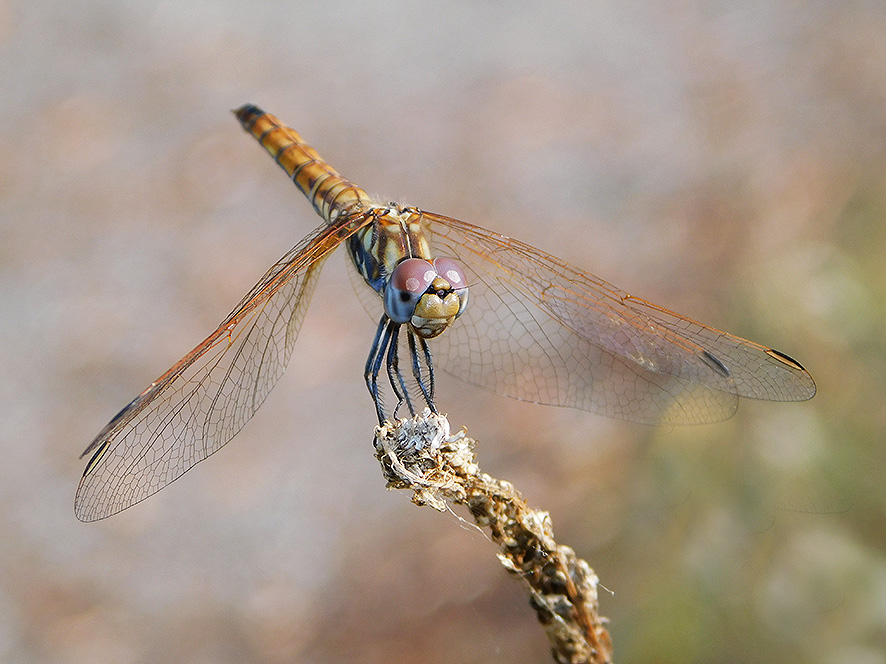 Trithemis annulata, femmina (foto Enrico Zarri).