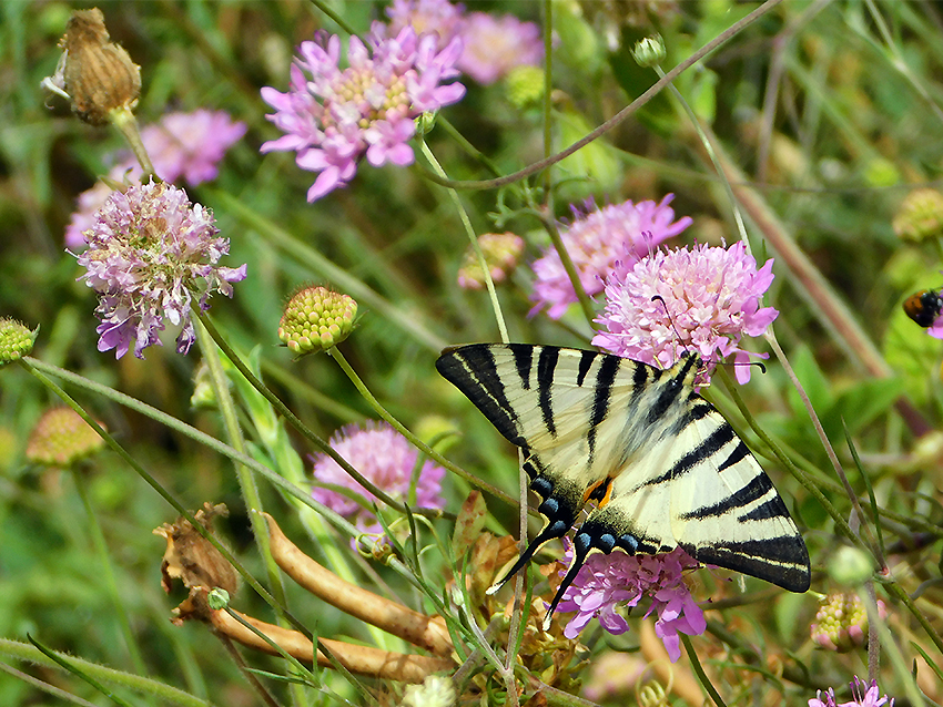 Podalirio su Scabiosa (foto Enrico Zarri).