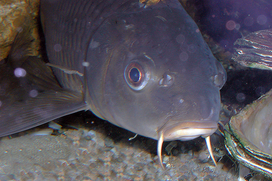 Carpa (foto Enrico Zarri).