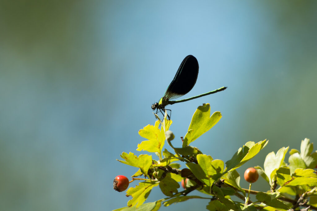 Calopteryx virgo (foto Debora Ragionieri).