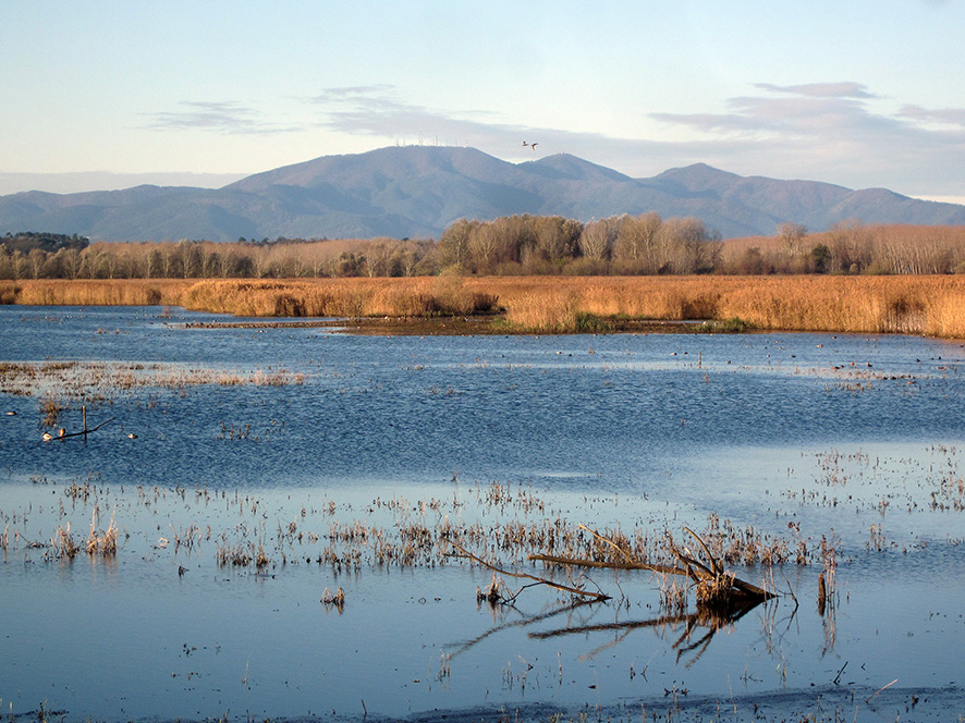 Riserva Naturale del Padule di Fucecchio, area Le Morette (foto Enrico Zarri).