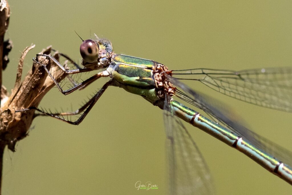 Chalcolestes viridis (foto Giulia Bimbi).