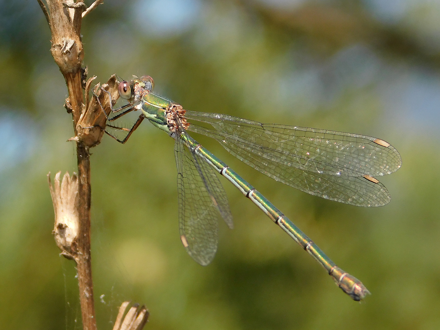 Chalcolestes viridis (foto Enrico Zarri).