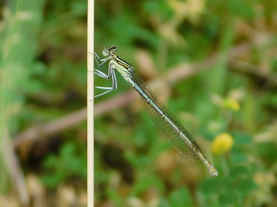 Platycnemis pennipes (foto Enrico Zarri).