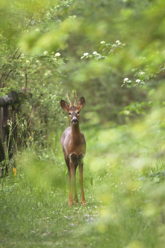 Capriolo (foto Paolo Caciagli).