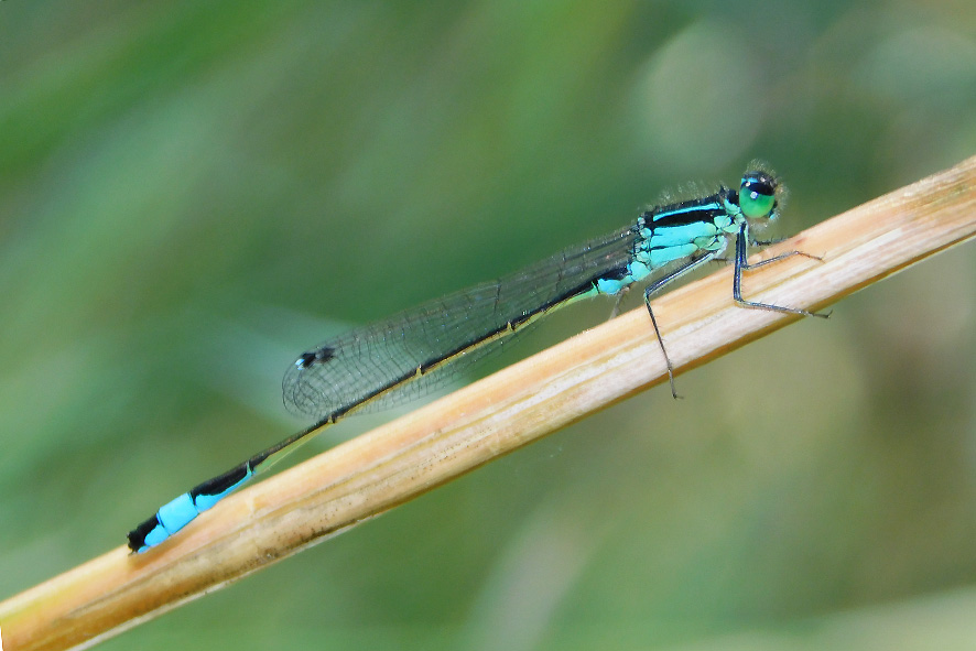 Ischnura elegans (foto Enrico Zarri).