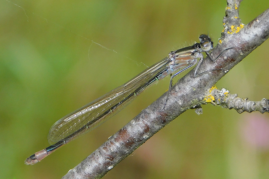 Ischnura elegans (foto Enrico Zarri).