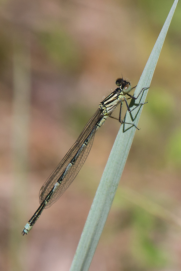 Erythromma lindenii (foto Debora Ragionieri).