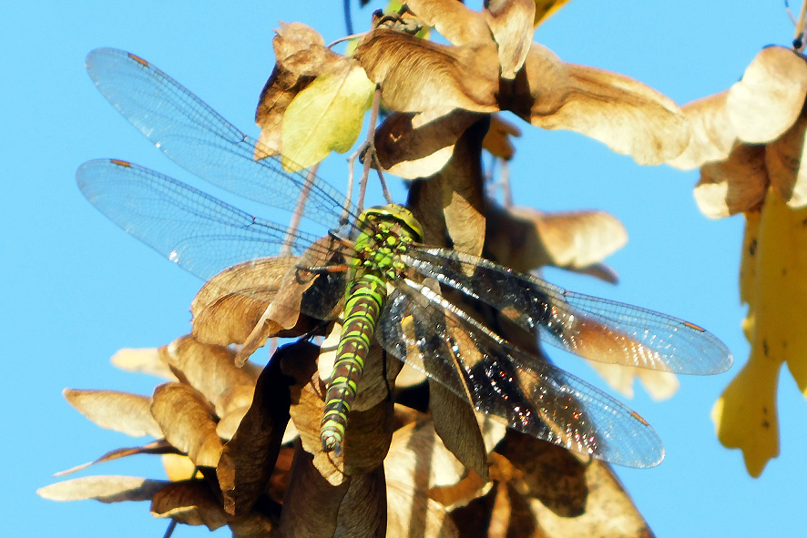 Aeshna cyanea (foto Enrico Zarri).