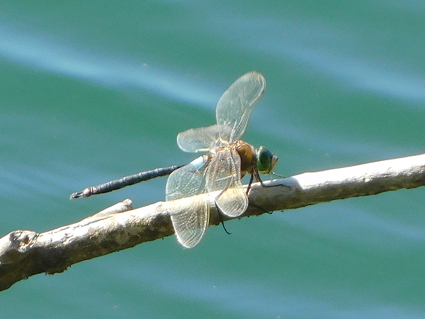 Anax parthenope (foto Enrico Zarri).