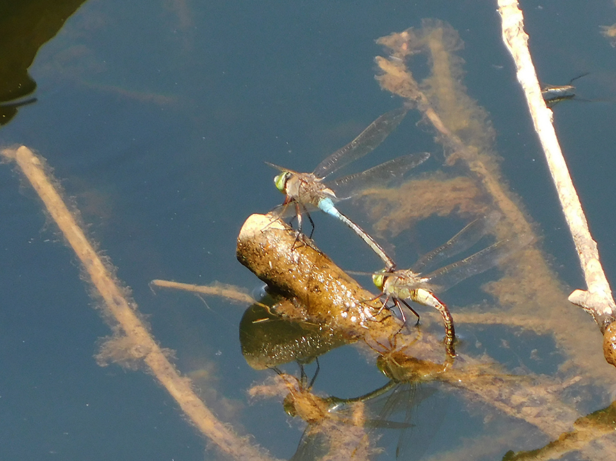 Anax parthenope (foto Enrico Zarri).