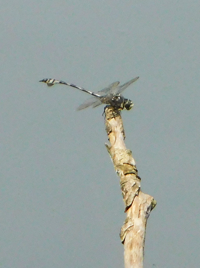 Lindenia tetraphylla (foto Enrico Zarri).