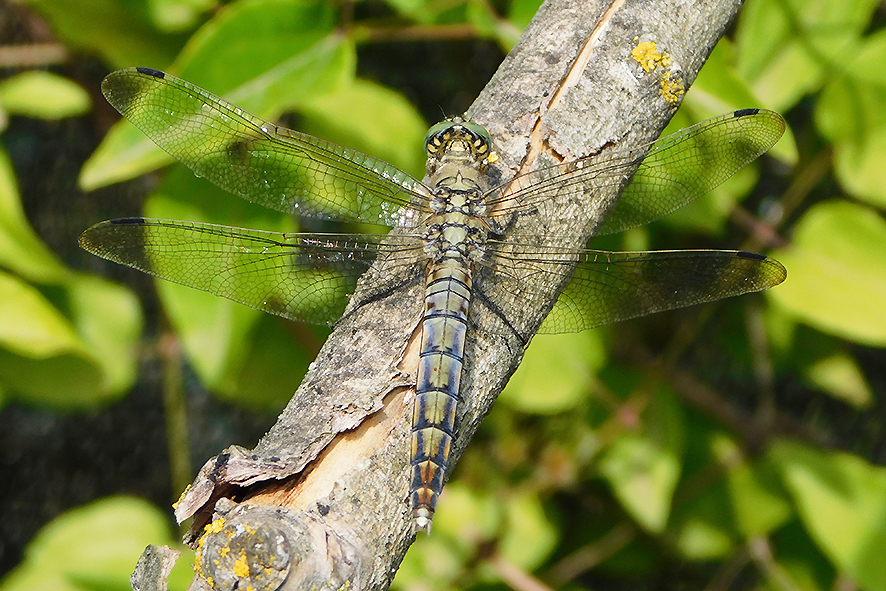 Orthetrum albistylum (foto Enrico Zarri).