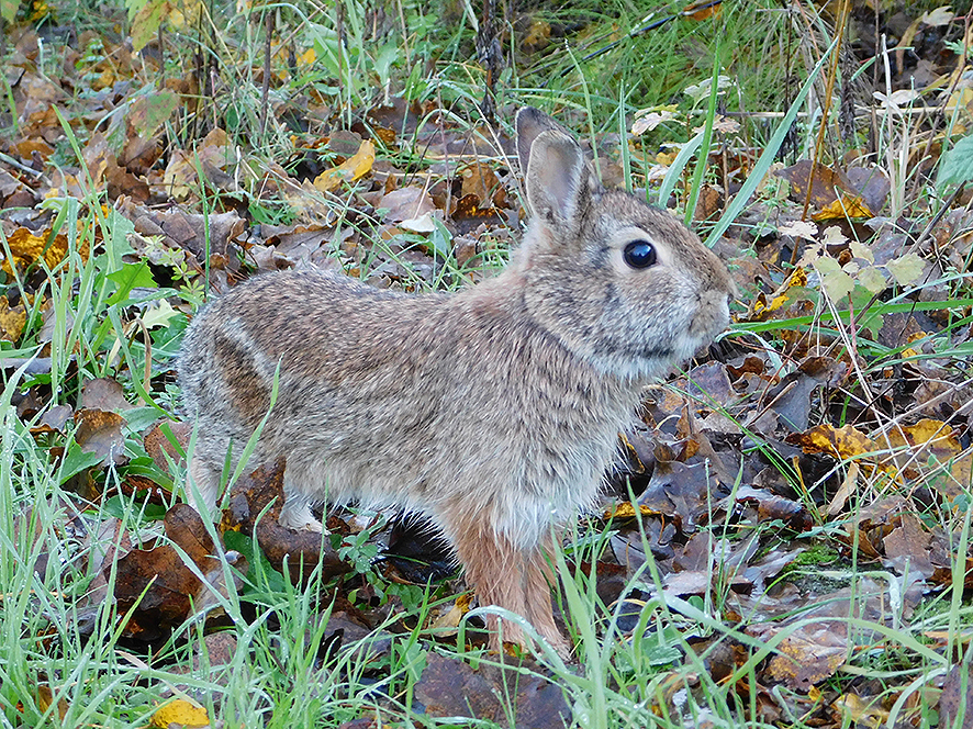 Silvilago, cucciolo (foto Enrico Zarri).