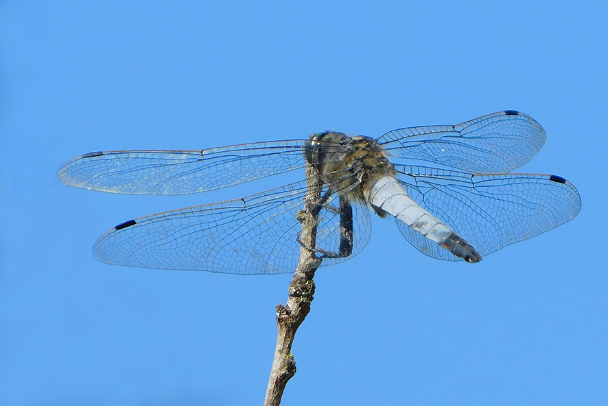 Orthetrum cancellatum (foto Enrico Zarri).