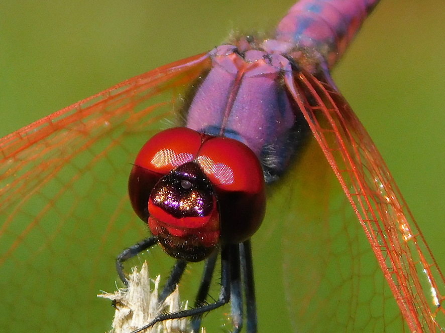 Trithemis annulata (foto Enrico Zarri).