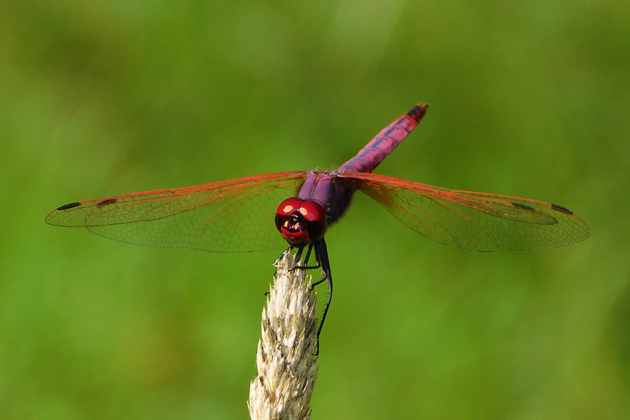 Trithemis annulata (foto Enrico Zarri).