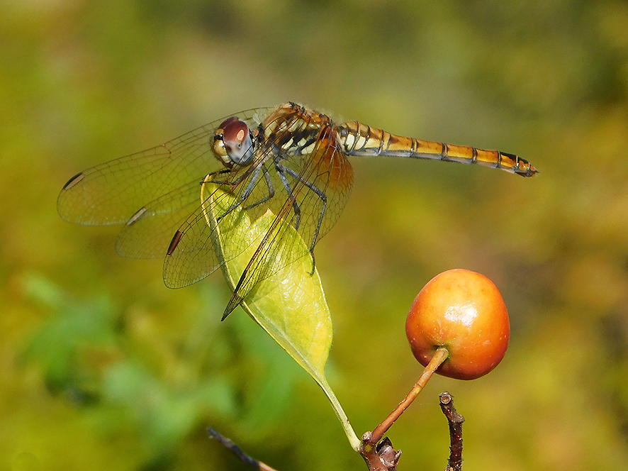 Trithemis annulata (foto Enrico Zarri).