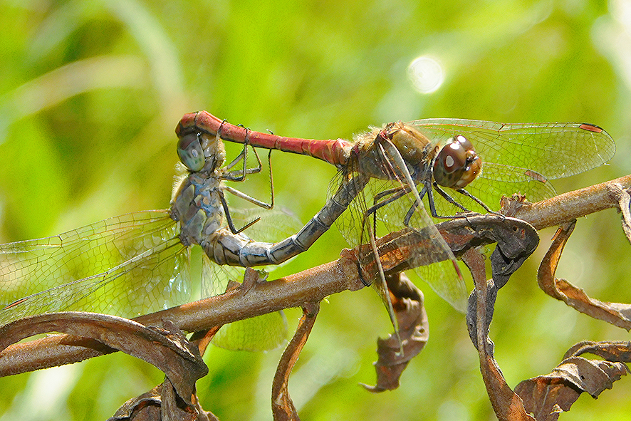 Sympetrum striolatum (foto Enrico Zarri).