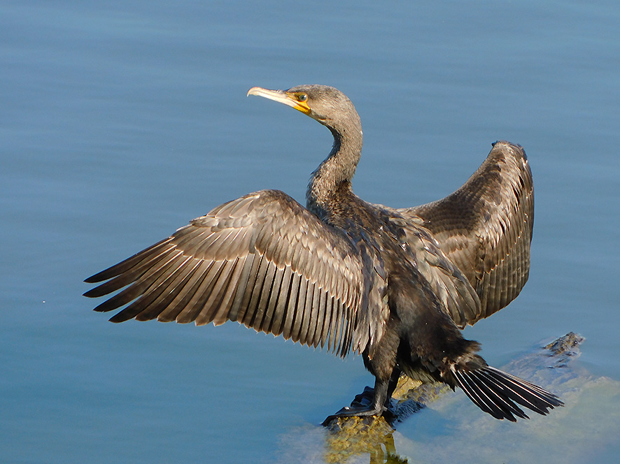 Cormorano (foto Enrico Zarri).