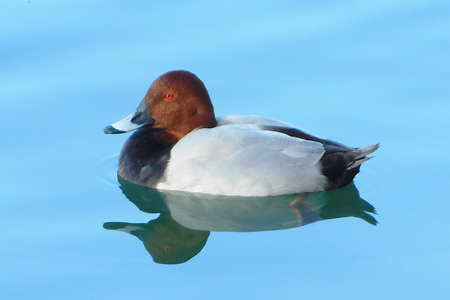 Moriglione (foto Enrico Zarri).