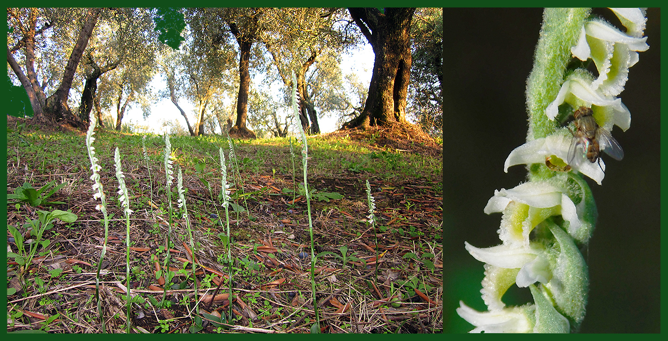 Spiranthes spiralis (foto Enrico Zarri).