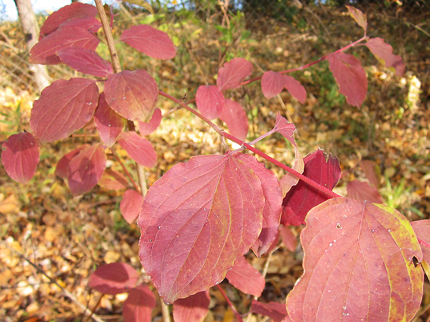 Sanguinella Cornus sanguinea (foto Enrico Zarri).