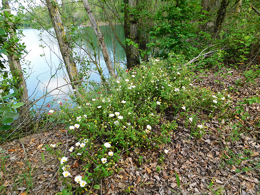 Cisto femmina Cistus salviifolius (foto Enrico Zarri).