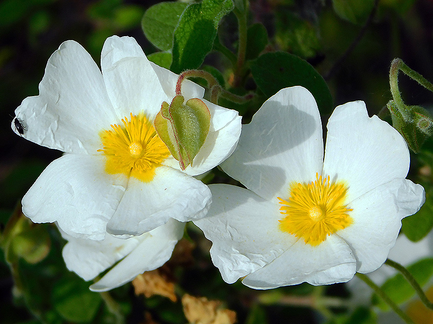 Cisto femmina Cistus salviifolius (foto Enrico Zarri).