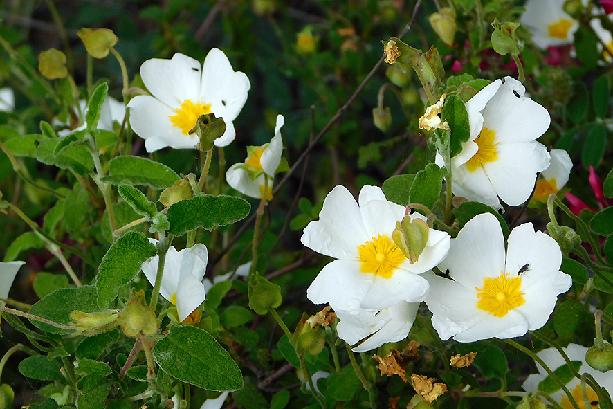 Cisto femmina Cistus salviifolius (foto Enrico Zarri).