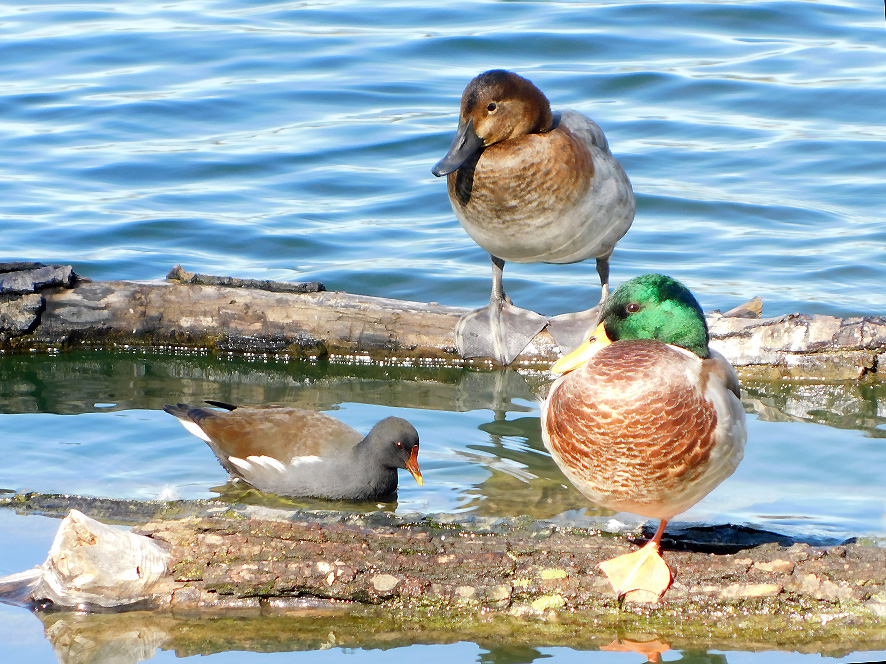 Gallinella d'acqua Moriglione e Germano reale (foto Enrico Zarri).