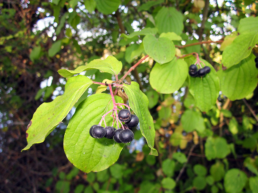 Sanguinella Cornus sanguinea (foto Enrico Zarri).