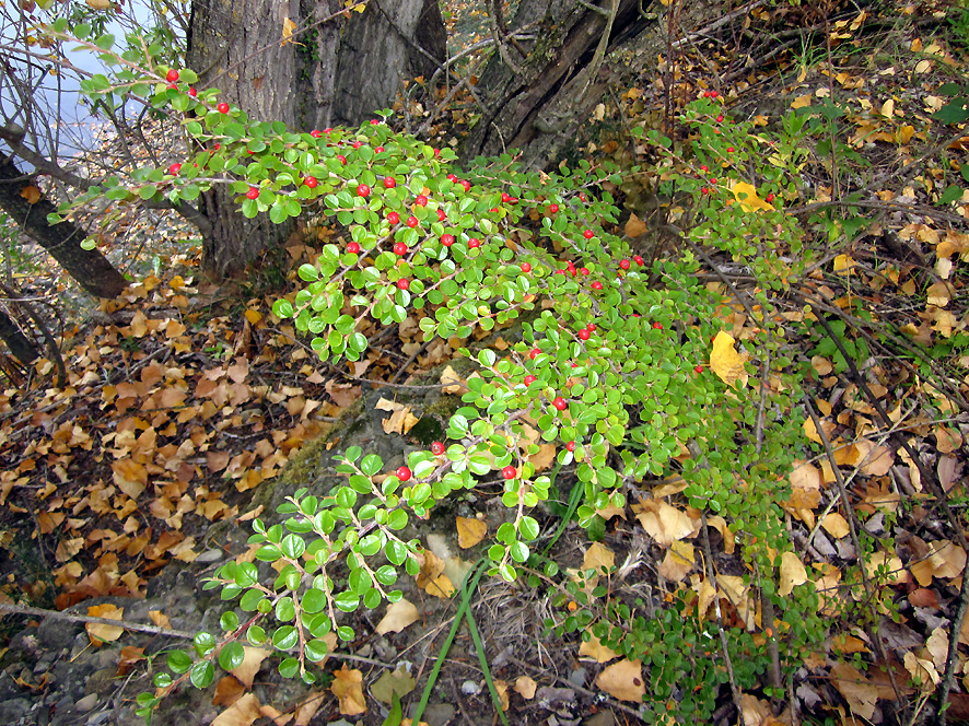 Cotognastro prostrato Cotoneaster horizontalis, specie neofita (foto Enrico Zarri).