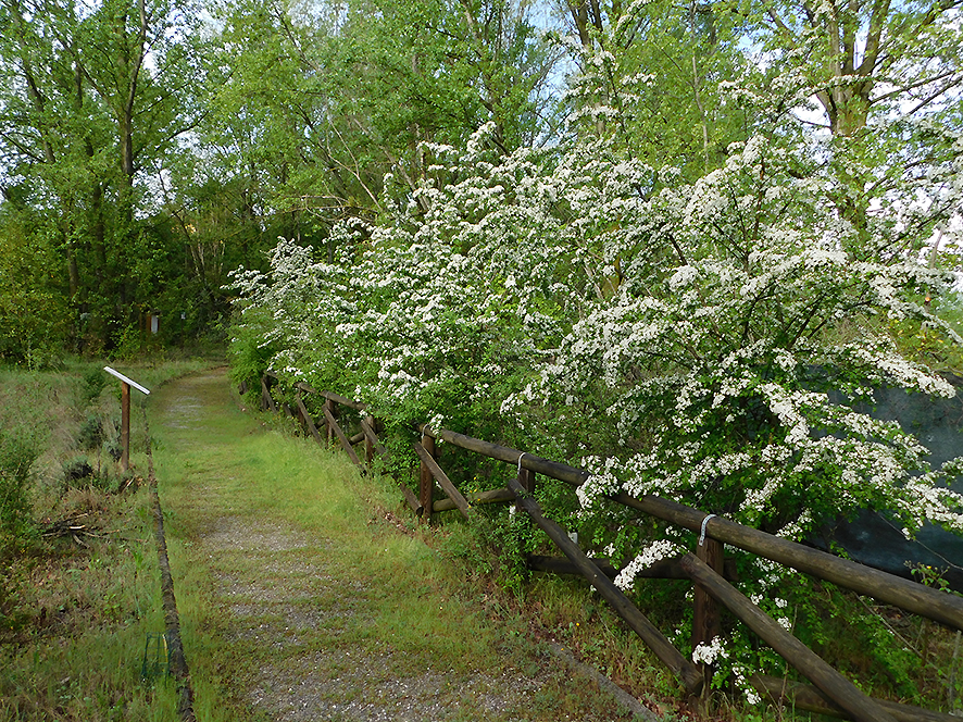 Biancospino Crataegus monogyna (foto Enrico Zarri).