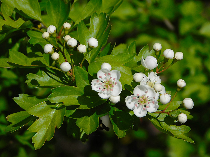 Biancospino Crataegus monogyna (foto Enrico Zarri).