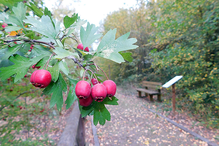 Biancospino, Crataegus monogyna (foto Enrico Zarri).