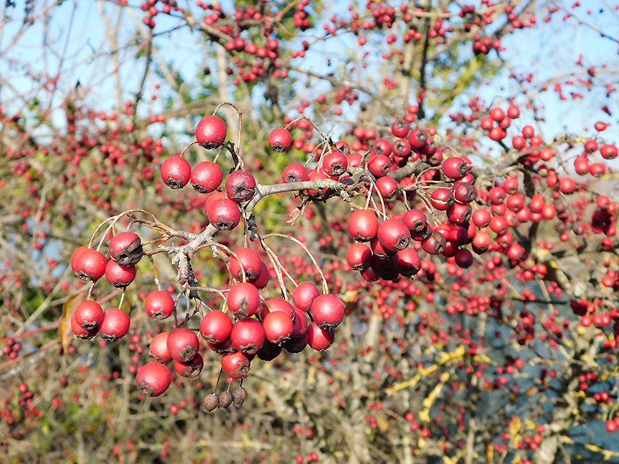 Biancospino Crataegus monogyna (foto Enrico Zarri).