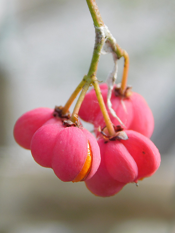 Berretta da prete Euonimus europaeus (foto Enrico Zarri).