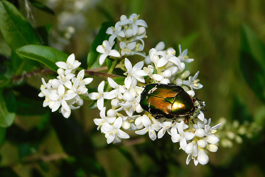 Ligustro Ligustrum vulgare (foto Enrico Zarri).