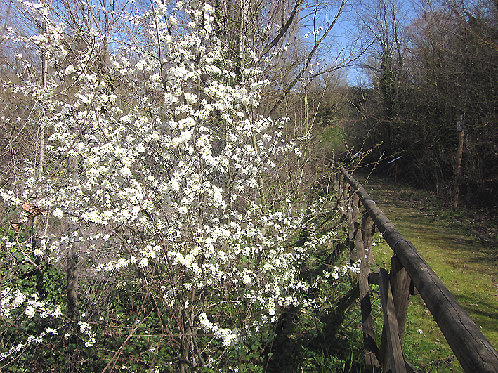 Prugnolo Prunus spinosa (foto Enrico Zarri).