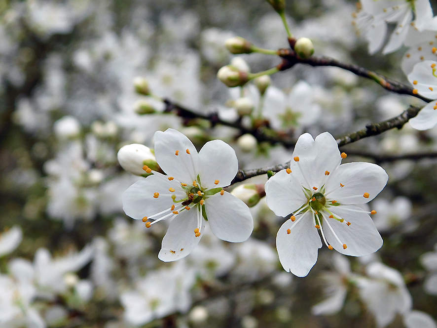 Prugnolo Prunus spinosa (foto Enrico Zarri).