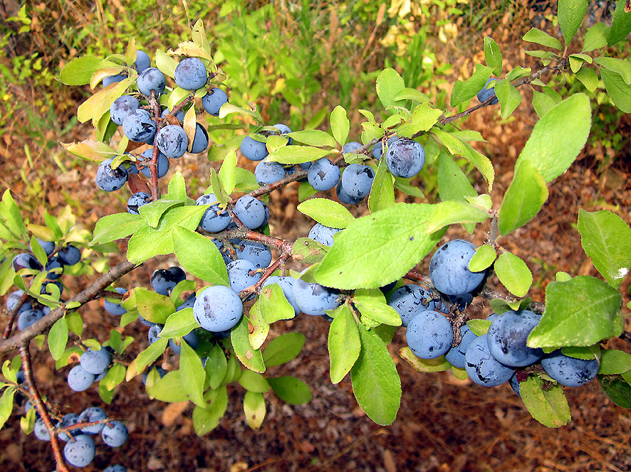 Prugnolo Prunus spinosa (foto Enrico Zarri).