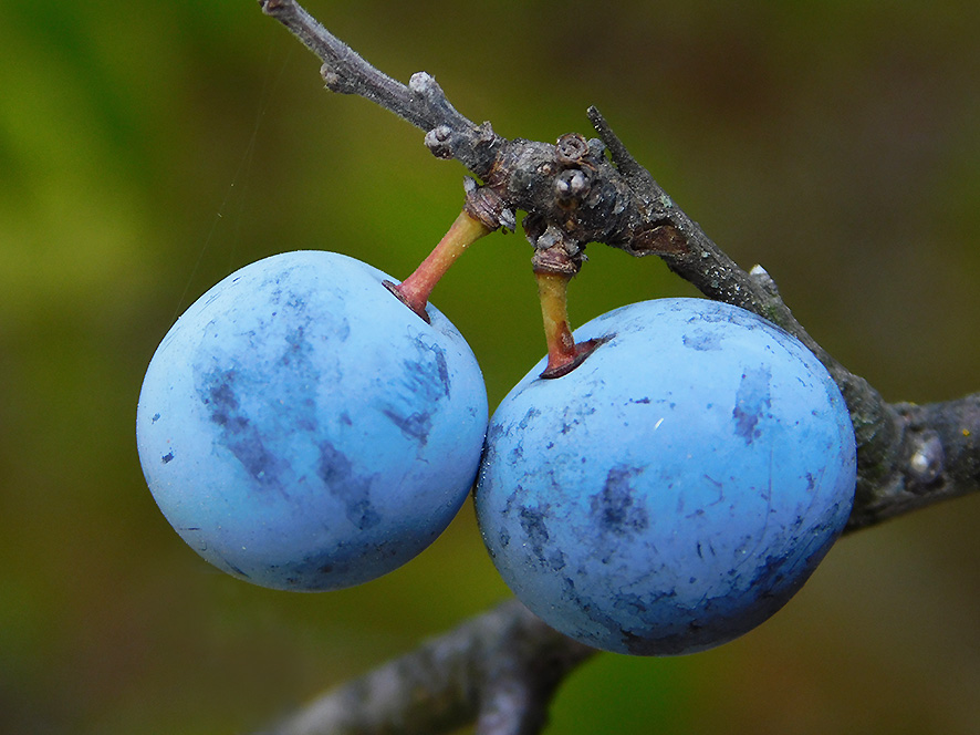 Prugnolo Prunus spinosa (foto Enrico Zarri).