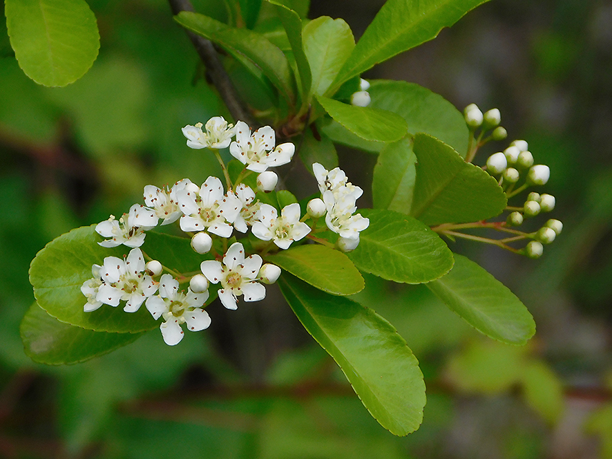 Agazzino Pyracantha coccinea (foto Enrico Zarri).