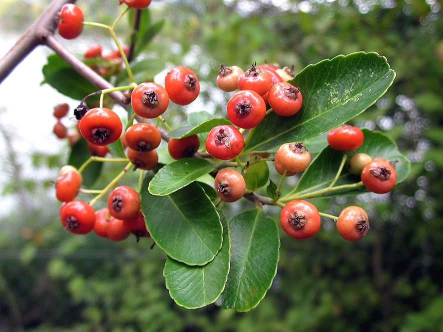 Agazzino Pyracantha coccinea (foto Enrico Zarri).