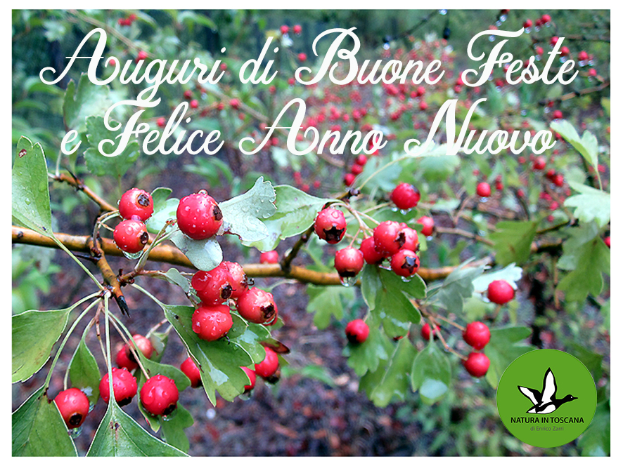 Auguri di Buone Feste